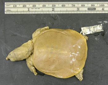 Media type: image; Herpetology R-5758